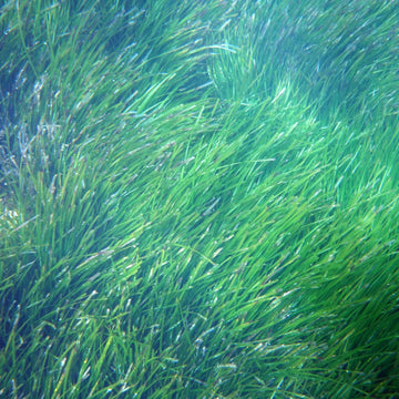 Posidonia Oceanica