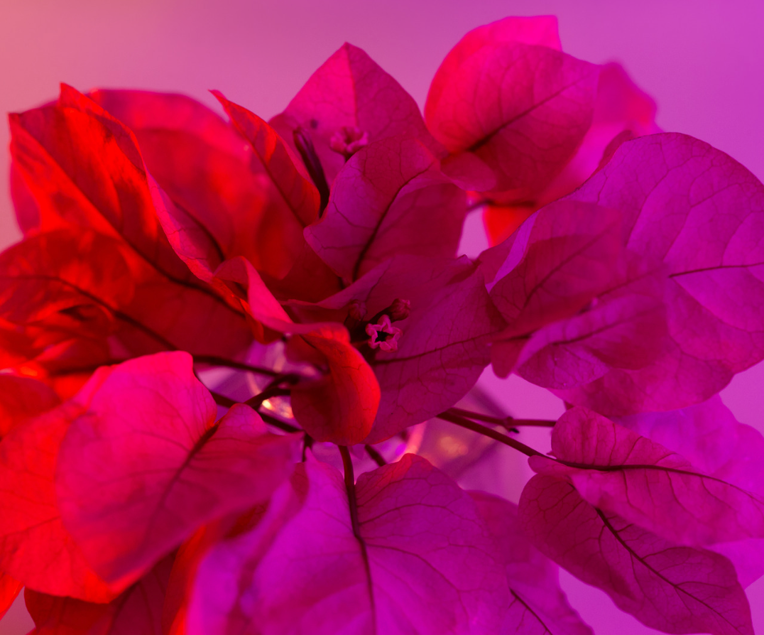 Flower Power - The Bougainvillea Blooms Of Ibiza
