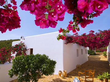 Flower Power - The Bougainvillea Blooms Of Ibiza